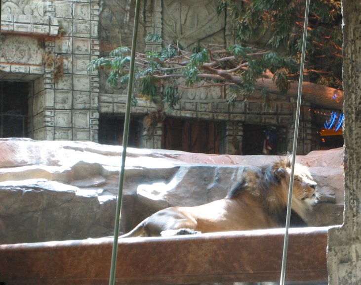 Mgm Grand Las Vegas Lions. Leo, the MGM Lion, lounges in