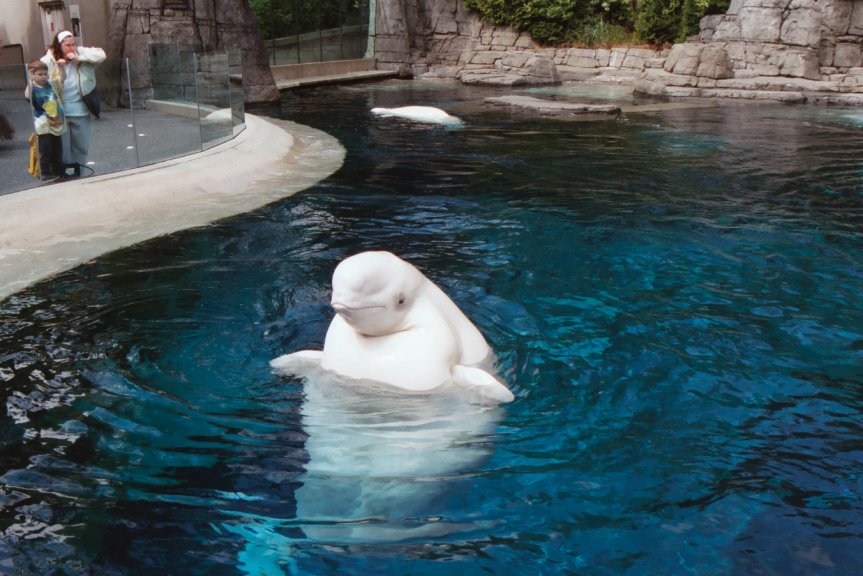 beluga whale. The Beluga Whale Habitat.