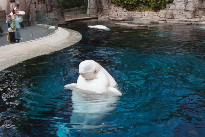 beluga whale habitat map. The Beluga Whale Habitat.