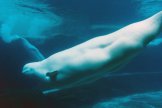 Underwater Beluga Habitat