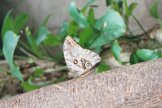 Owl Butterfly