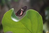 Butterfly Encounter