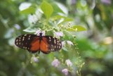 Tiger Longwing