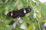 Doris Longwing