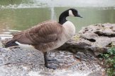 Canadian Goose