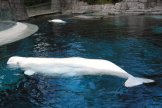 Full Body Beluga