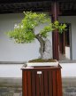 Miniature potted tree