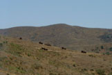 Bison resting