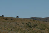 Bison grazing