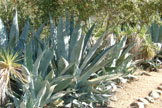 Blue Agaves