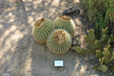 Barrel Cactus