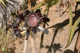 Black Tree Aeonium rosette