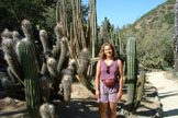 Cacti and Grisel