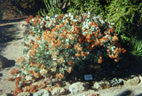 Cactus w/orange flowers