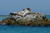 Sea Lion doing The Wave