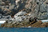 Female Sea Lion Face