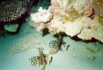 Lion fish