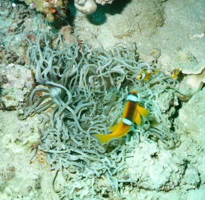 Two-Band Anemonefish