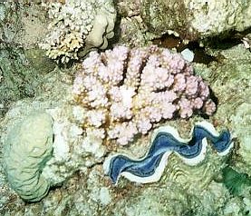 Giant Clam