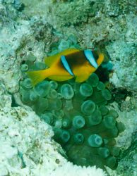 Two-Band Anemonefish