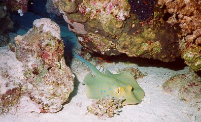 Blue Spotted Stringray