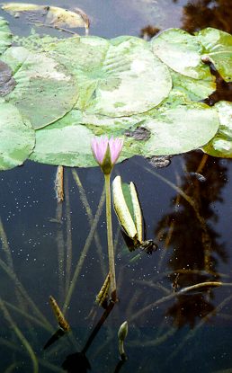 Lotus flower