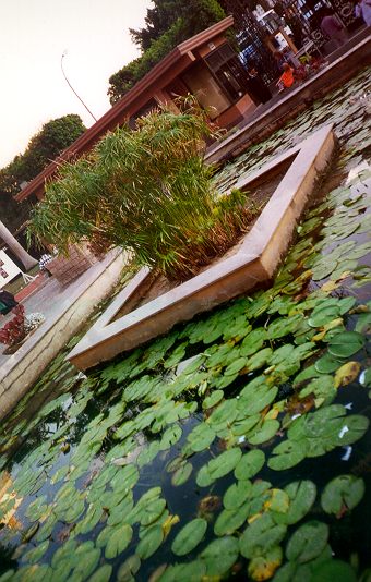 Lotus and papyrus plants