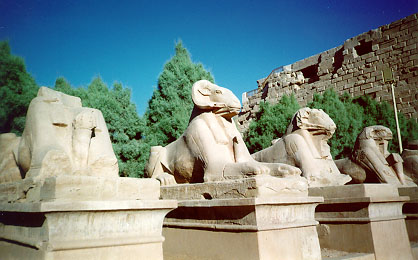 Ram-headed Sphinx