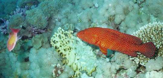 Coral Grouper