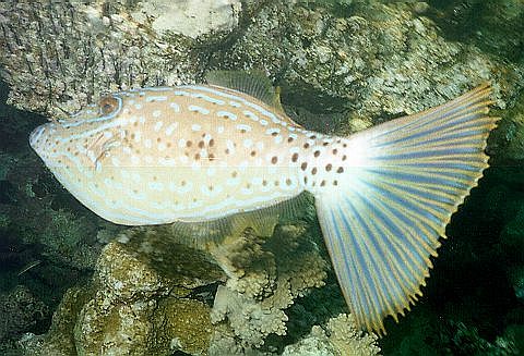 Scrawled Filefish