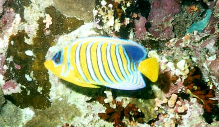 Royal (Regal) Angelfish