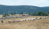 Shepherd and flock