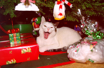 Casper under the Christmas Tree