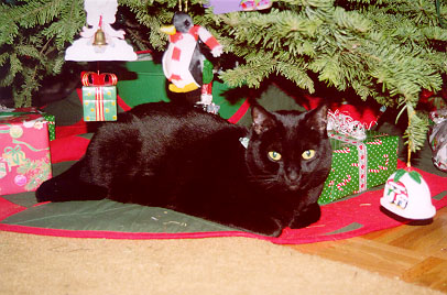 Gypsy under the Christmas Tree