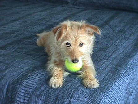 Pebbles and her tennis ball