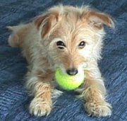 Pebbles and her tennis ball