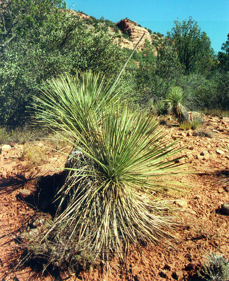 Yucca