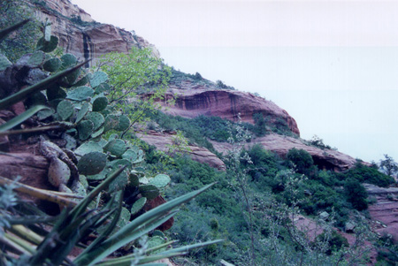 Yucca and prickly pear