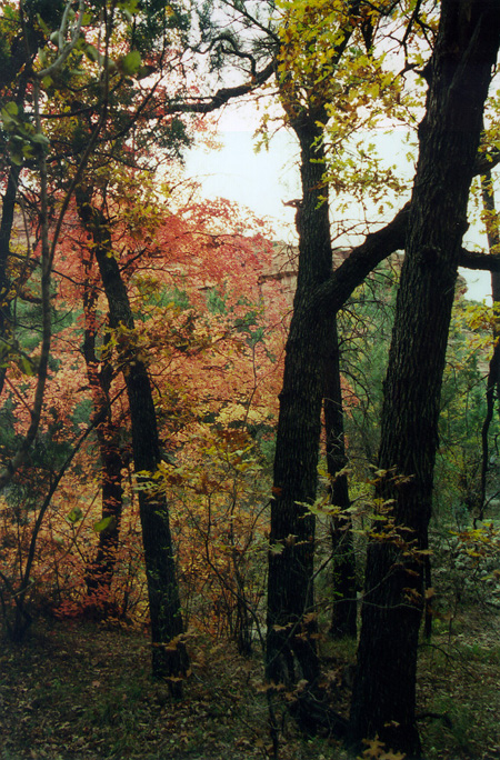 Deciduous trees