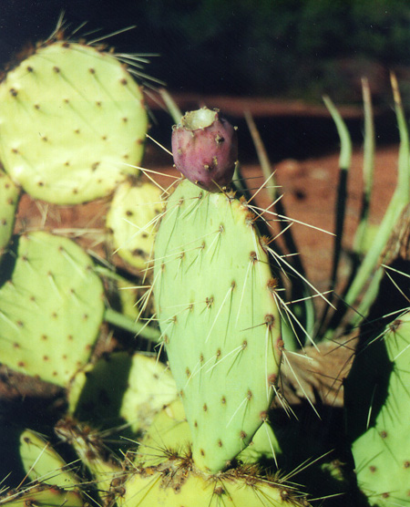 Prickly Pear