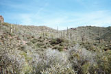 Saguaro Cactus