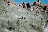 Cholla and saguaro cactus