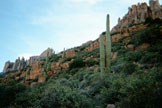 Saguaro Cactus