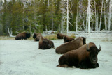 Bison at Upper Geyser Basin