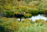 Male Moose